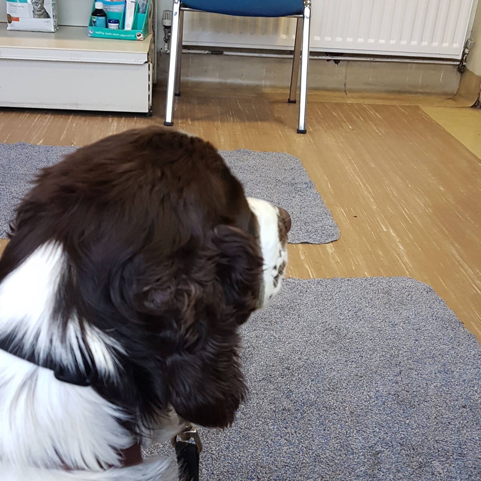 Torkington Park Veterinary Centre - Stockport , United Kingdom