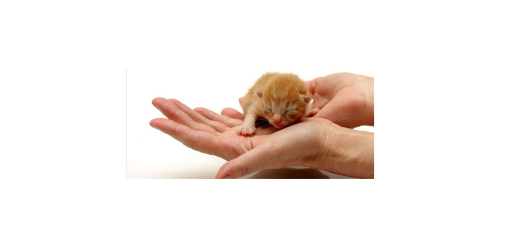 Tlc Pet Care Centers - Cincinnati , United States