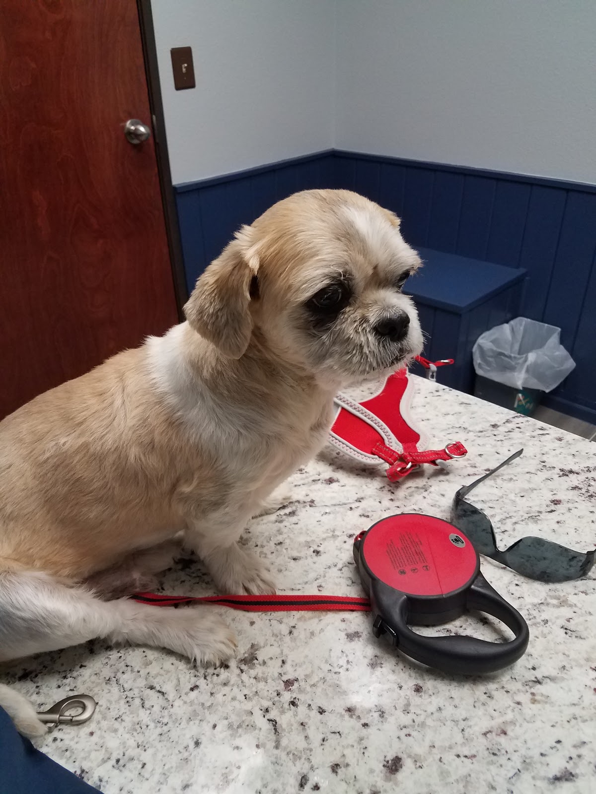 VitalPet - Frisco , United States