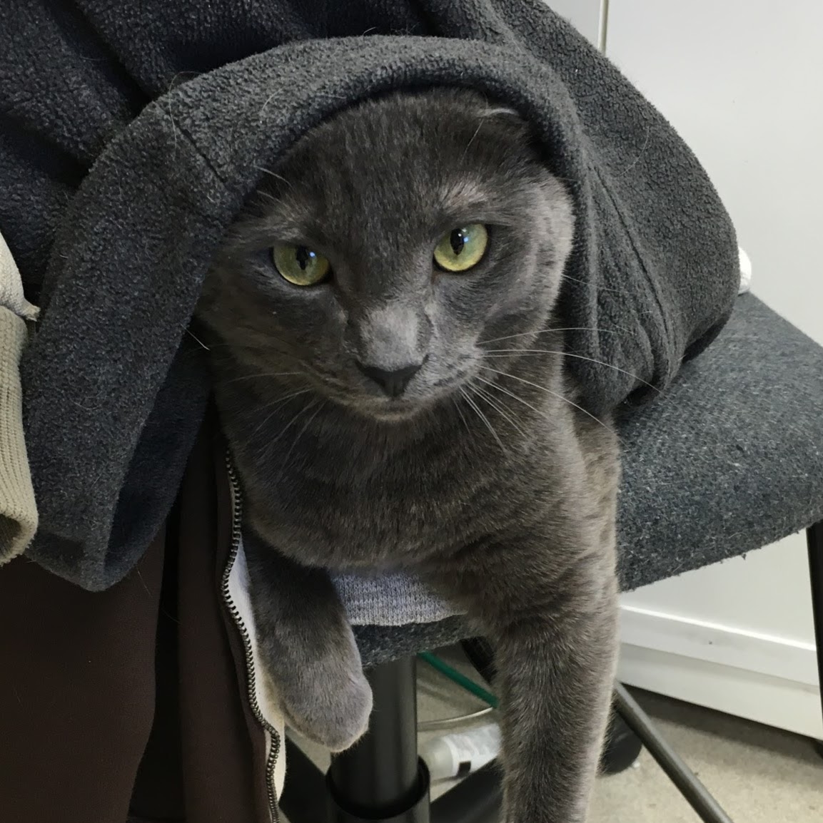 Kernersville Veterinary Hospital - Kernersville , United States