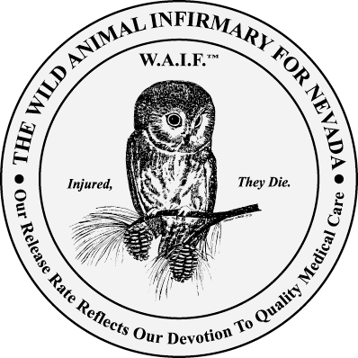 Wild Animal Infirmary - Carson City , United States