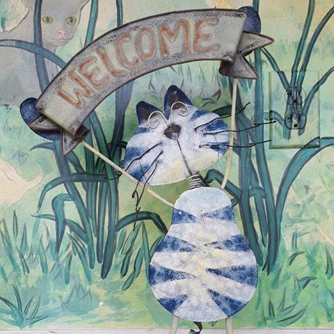 Cat Clinic LLC - Knoxville , United States