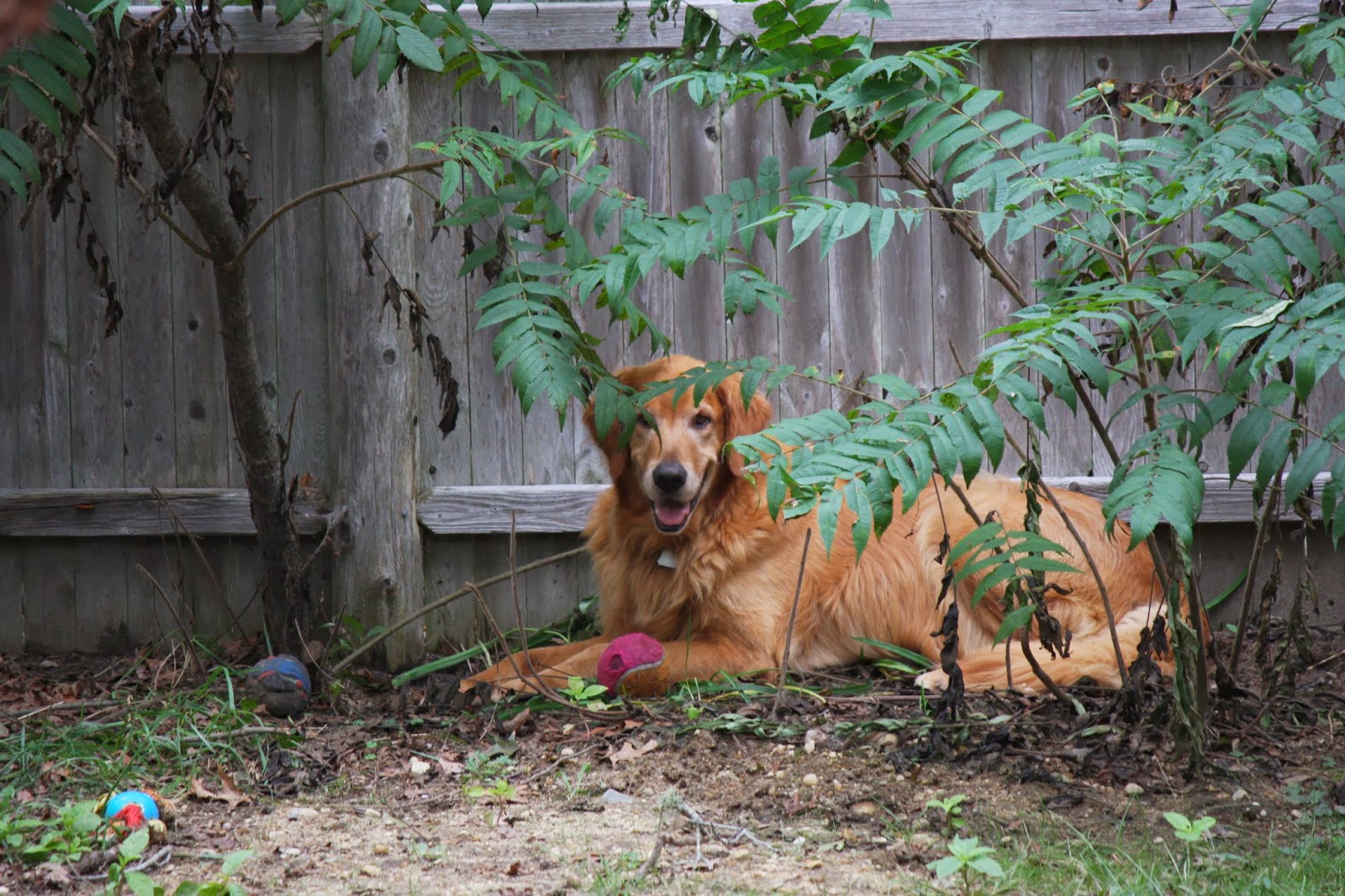 Bristol County Animal Clinic Jenna Dale D V M - Raynham , United States