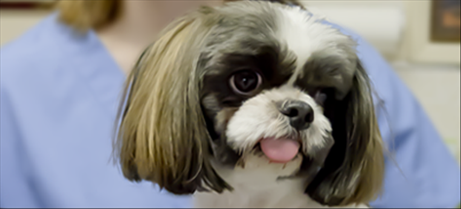 Georgetown Veterinary Hospital - Georgetown , United States