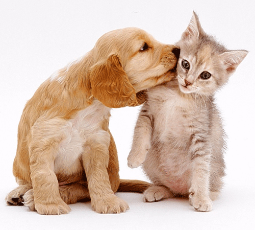 Animal Medical Center Of Bel Air - Bel Air , United States