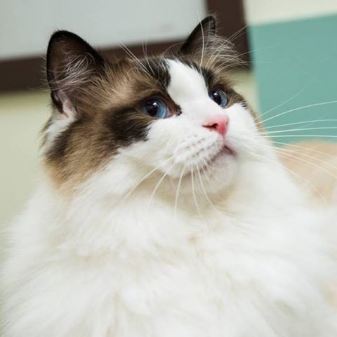 Mohawk Veterinary Hospital - Springfield , United States