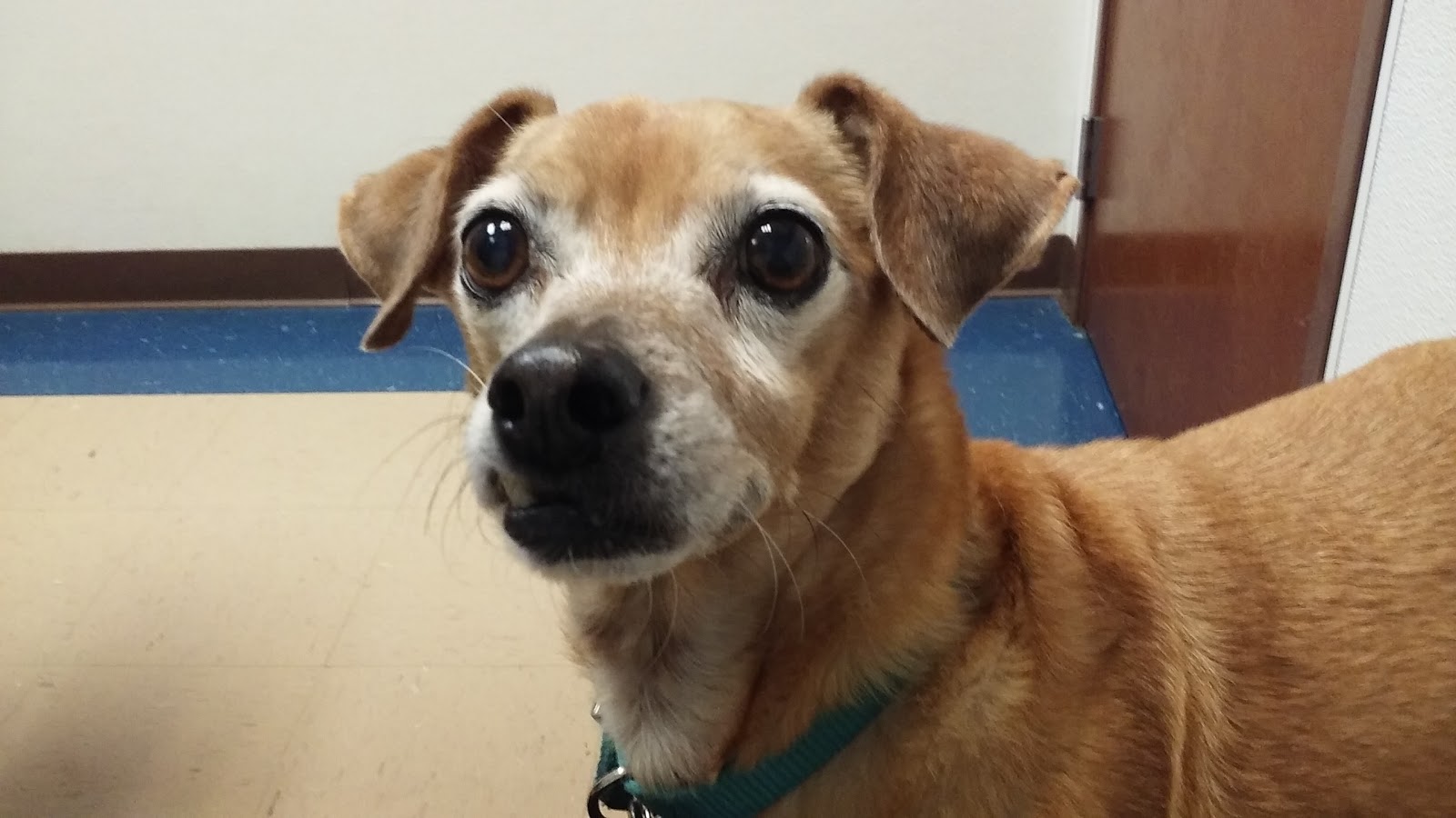 Callaghan Road Animal Hospital - San Antonio , United States