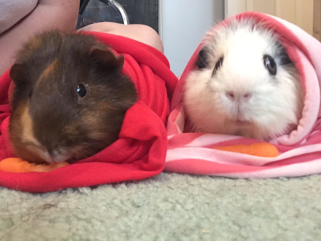 Westbridge Veterinary Hospital - Mississauga , Canada