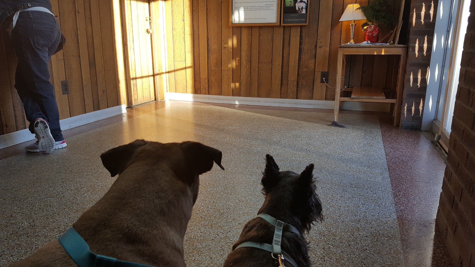 Francis Animal Hospital - Detroit , United States