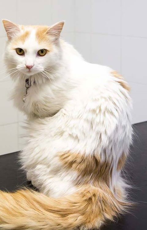 Oran Veterinary Clinic - Galway , Ireland