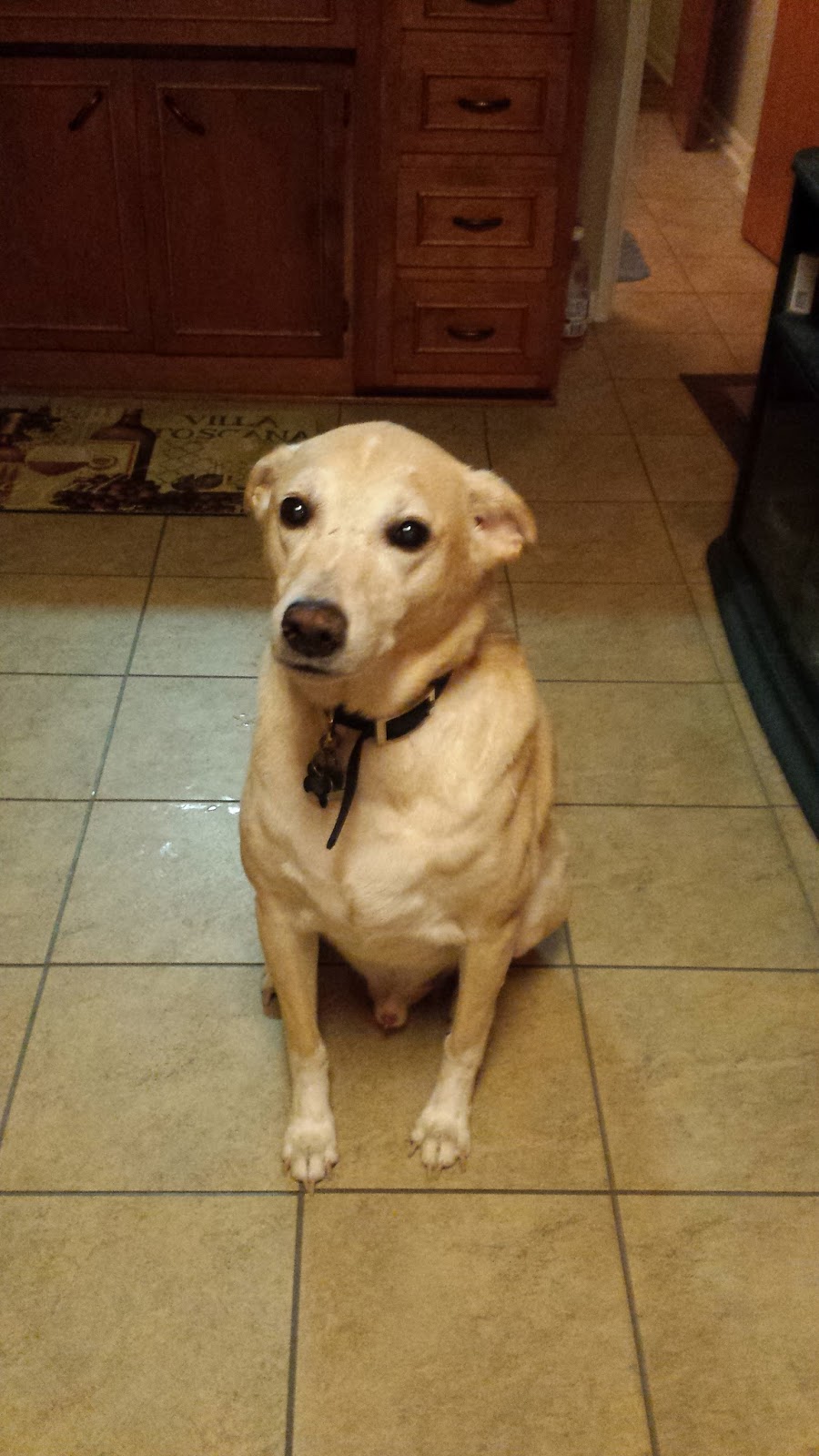Churchman Animal Hospital - Indianapolis , United States