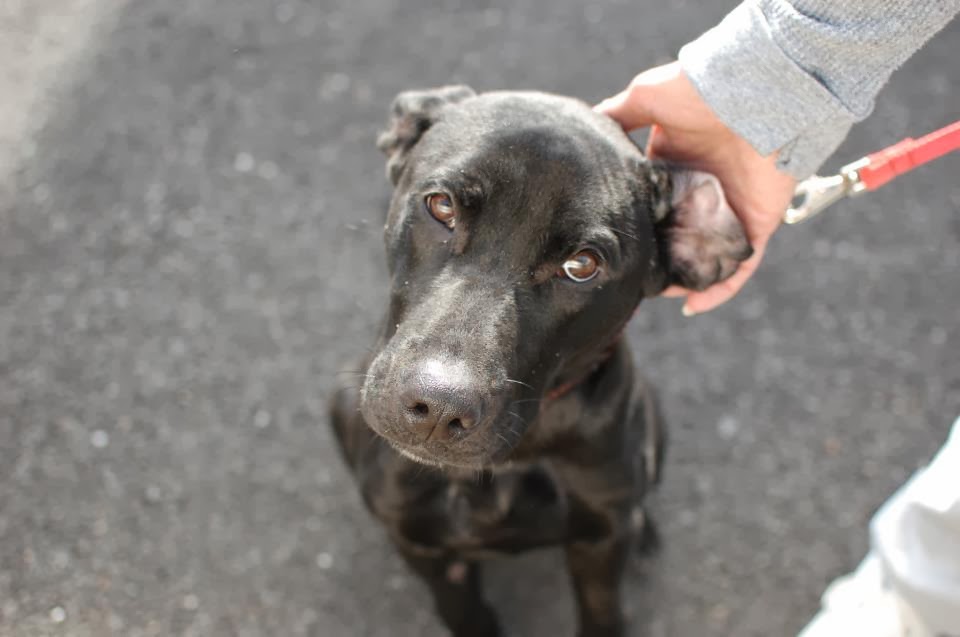 Pet Haven Animal Hospital - Brooklyn , United States