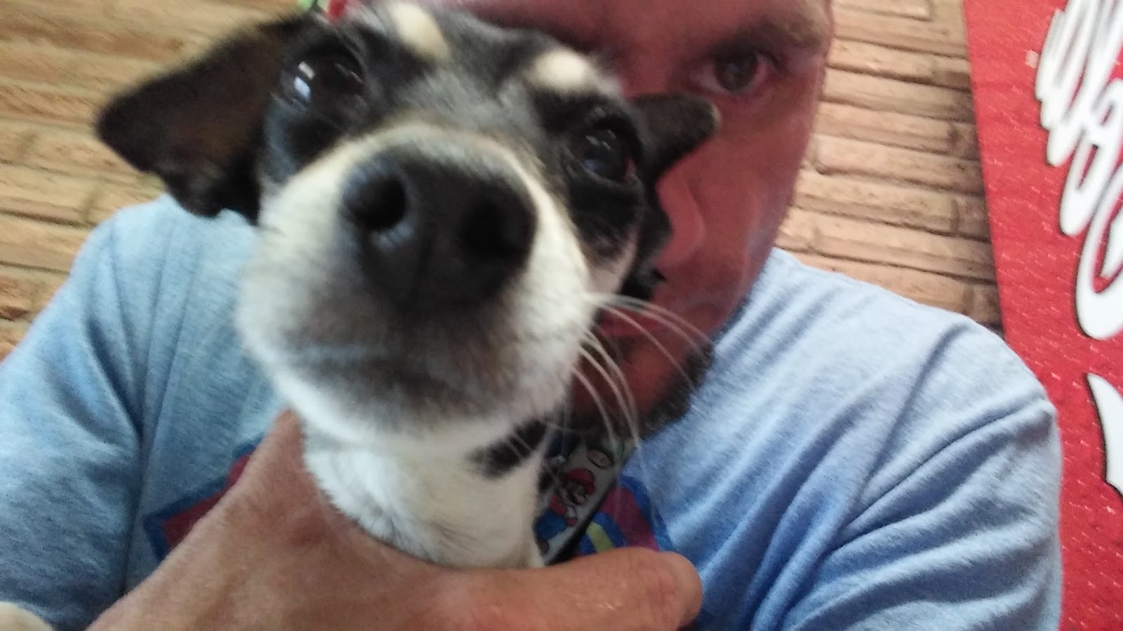 Angel Veterinary Clinic - Odessa , United States