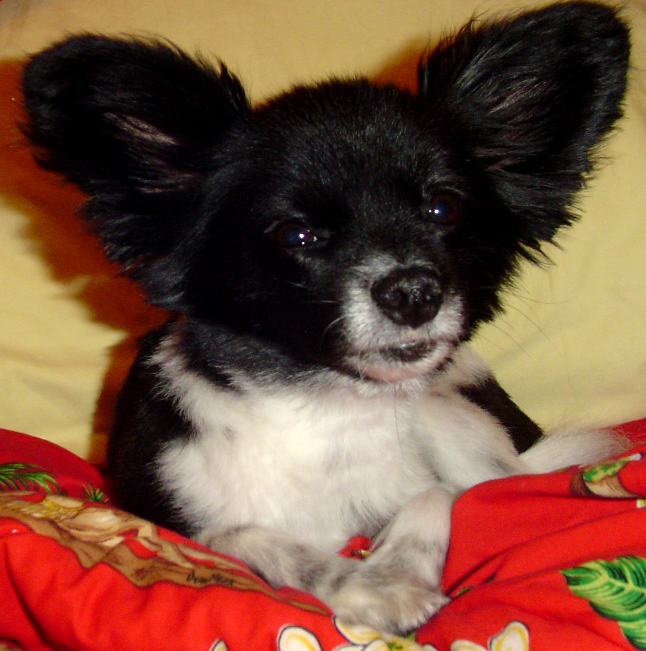 Animal Healthcare Center - Wellington , United States