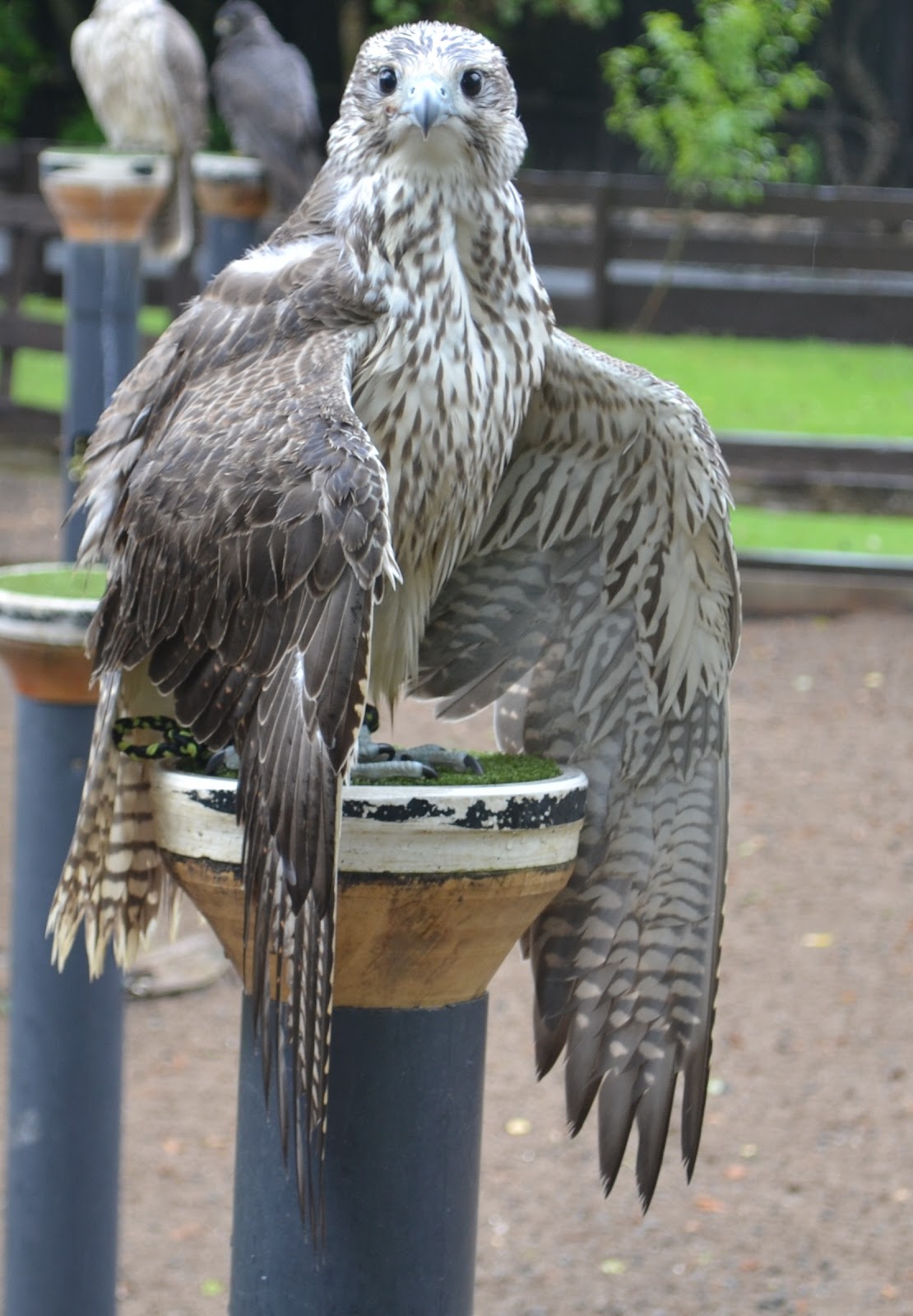 Great Western Exotics - Swindon , United Kingdom