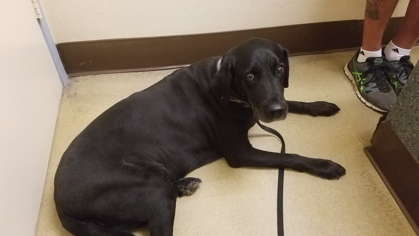 San Joaquin Veterinary Hospital - Fresno , United States