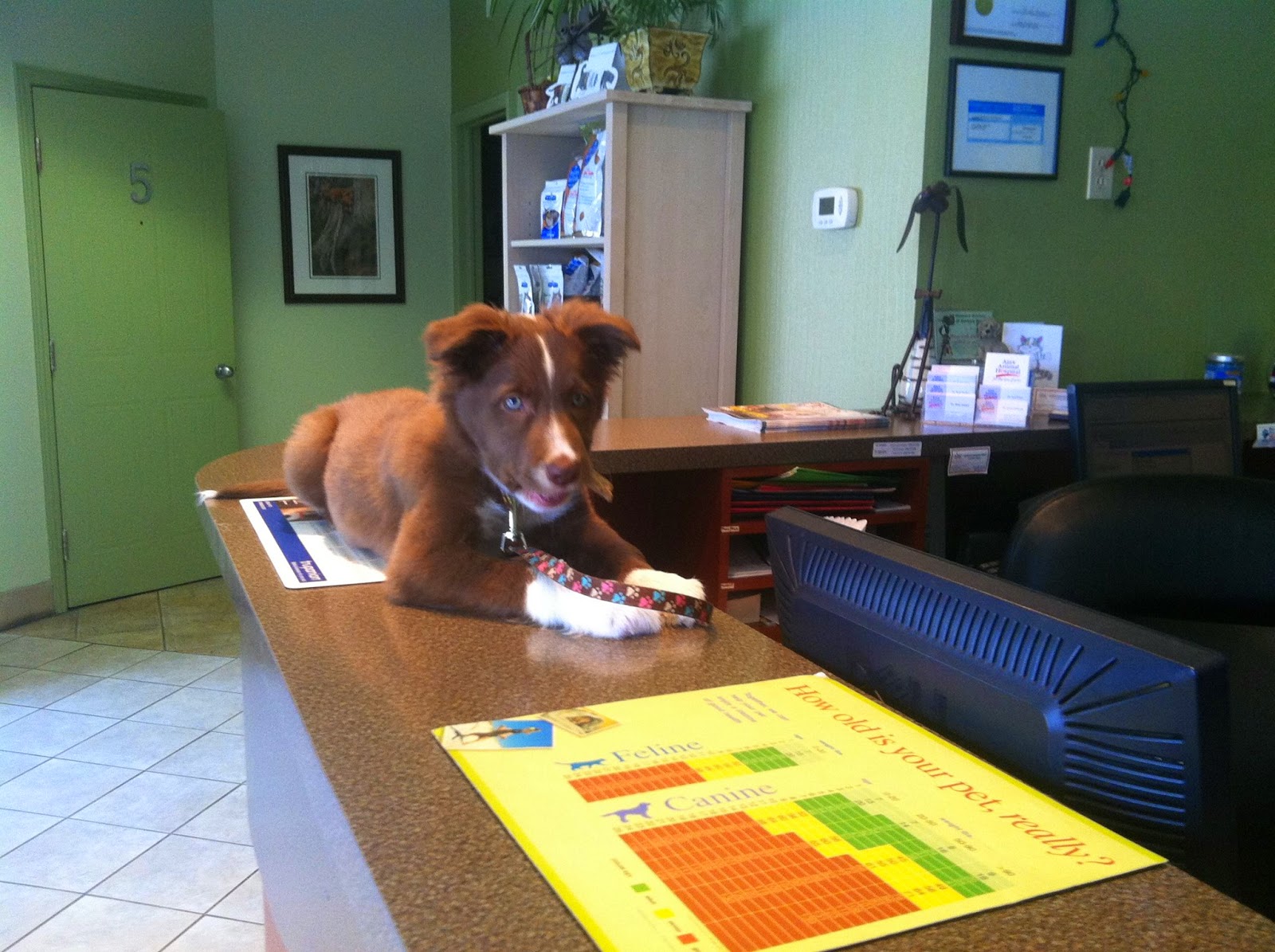 Ajax Animal Hospital - Ajax , Canada