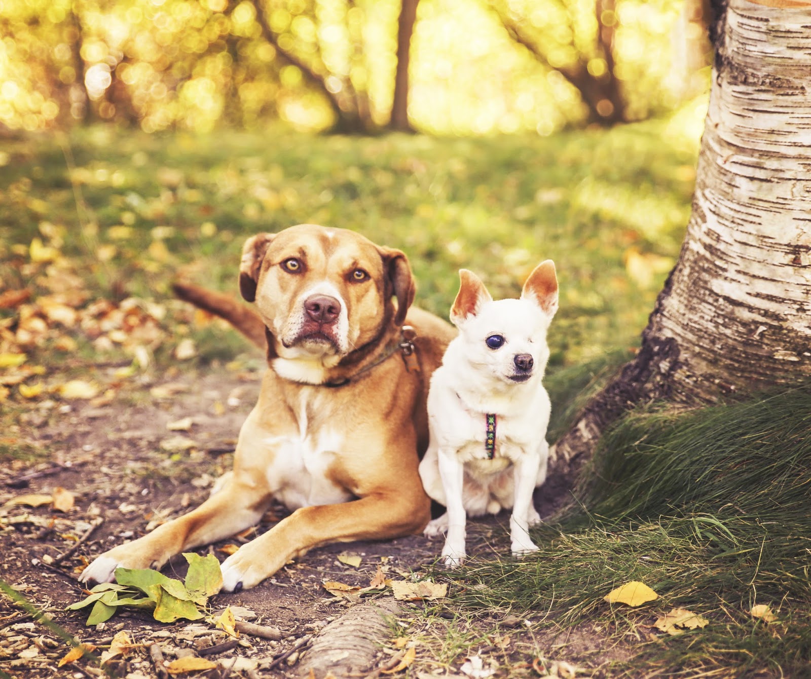 Ada Veterinary Hospital - Boise , United States