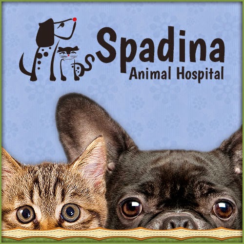 Spadina Animal Hospital - Toronto , Canada