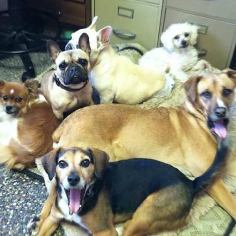Green Road Animal Hospital - University Heights , United States
