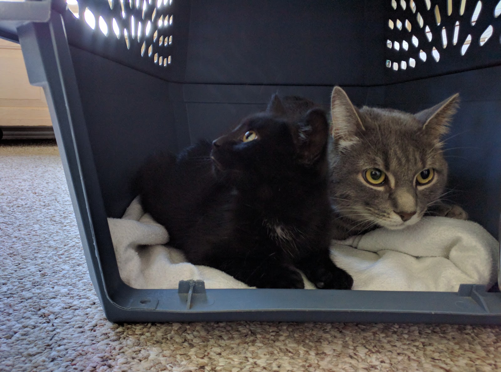 Grey Bruce Pet Hospital - Bradbury House - Owen Sound , Canada