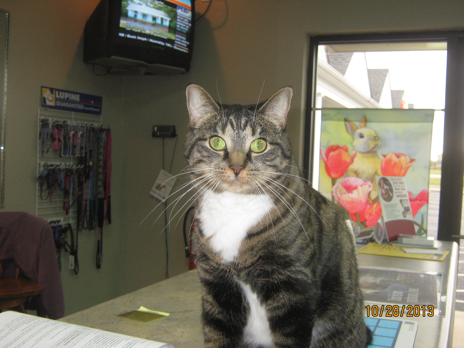 Cedar Heights Animal Clinic - Coxs Creek , United States