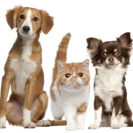 Apollo Animal Hospital Pc - Huntsville , United States