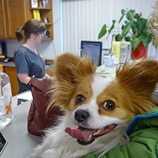 The Village Veterinarian - Chatham , United States