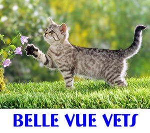 Belle Vue Vets - Wigton , United Kingdom