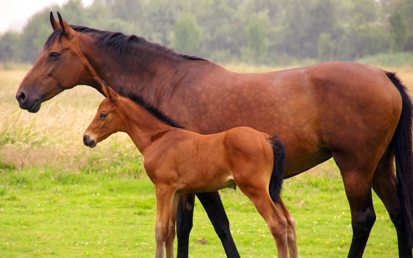 Oreilly And Fee Veterinary Surgery Armagh - Armagh , United Kingdom