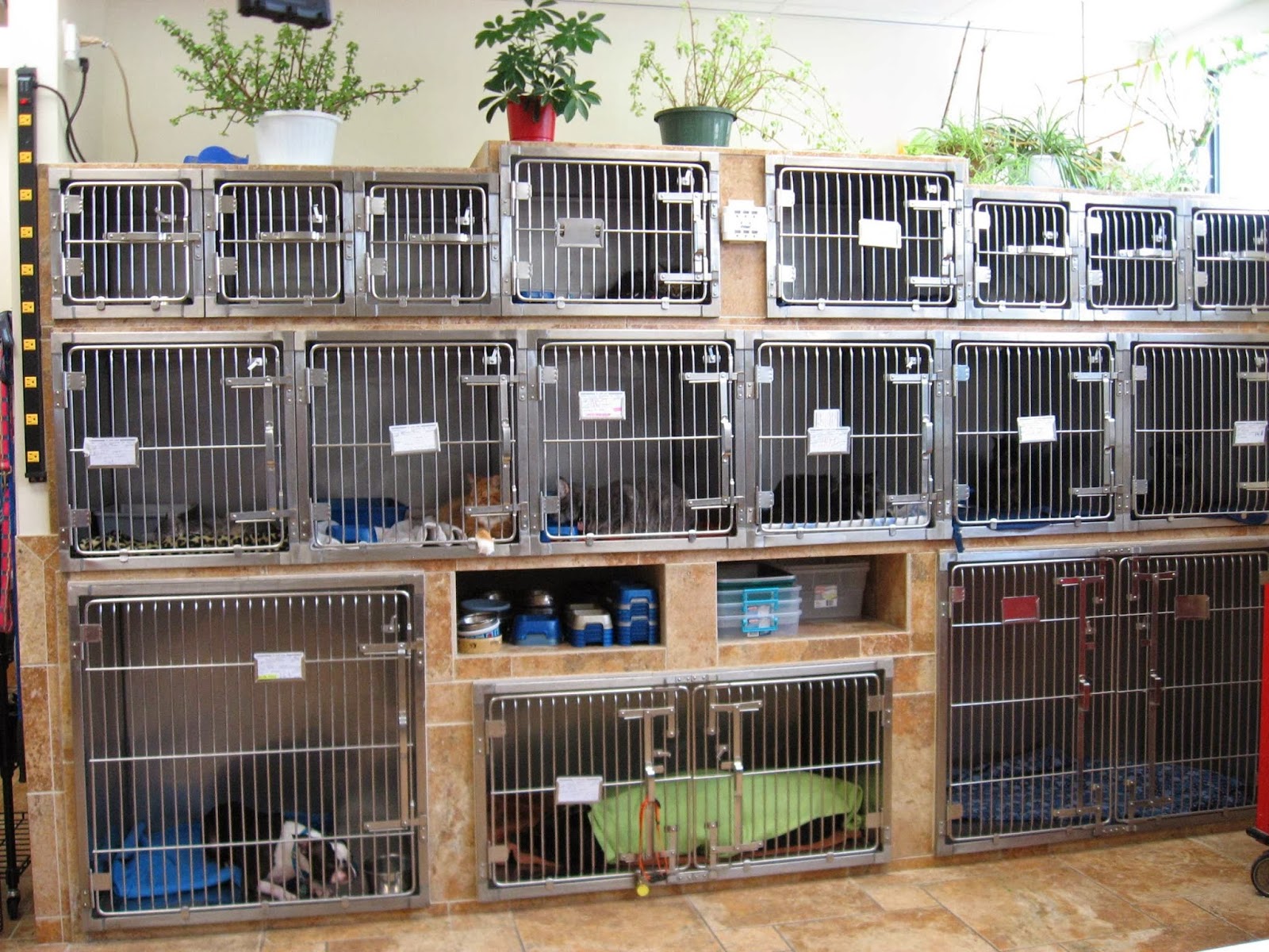 Coral Reef Animal Hospital - Atlantic Beach , United States