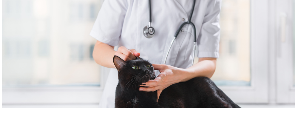 All Animal Pet Hospital - Sioux Falls , United States