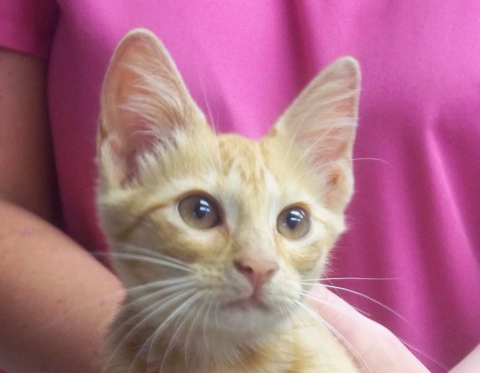 Eastmont Animal Clinic - Montgomery , United States