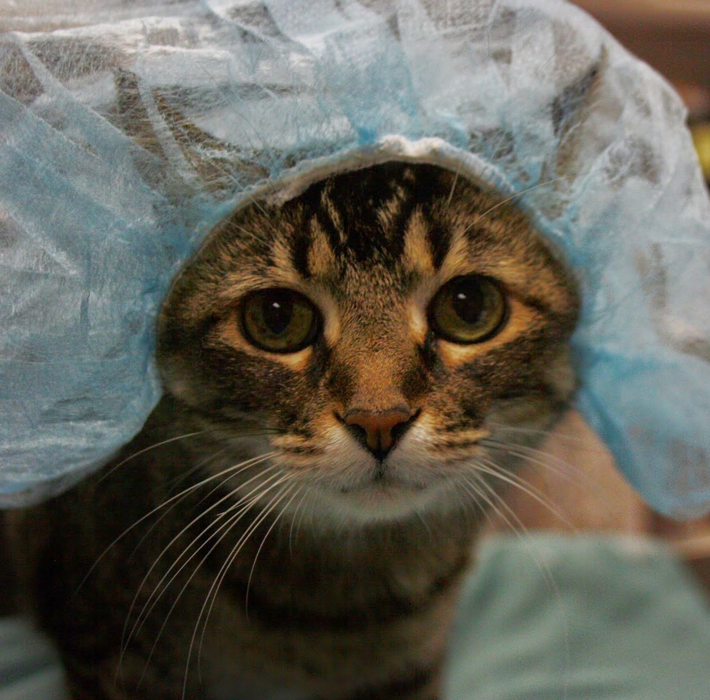 Valley Veterinary Hospital - Fargo , United States