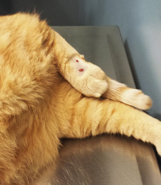 Lafayette Animal Emergency Clinic - Lafayette , United States