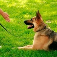 Logan’S House Dog Daycare And Grooming - Gurnee , United States