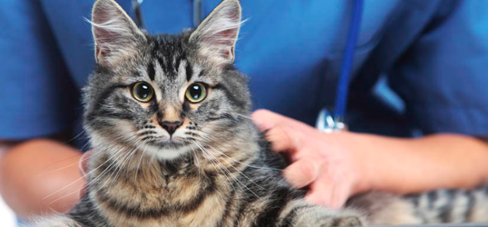 Northwest Rankin Animal Clinic - Flowood , United States