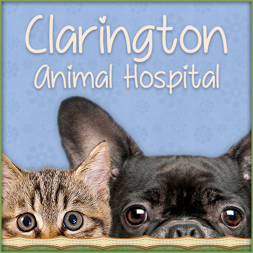 Clarington Animal Hospital - Courtice , Canada