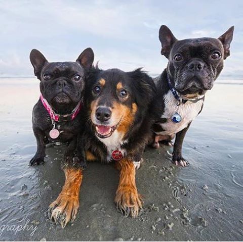 Brawley Animal Hospital - Mooresville , United States