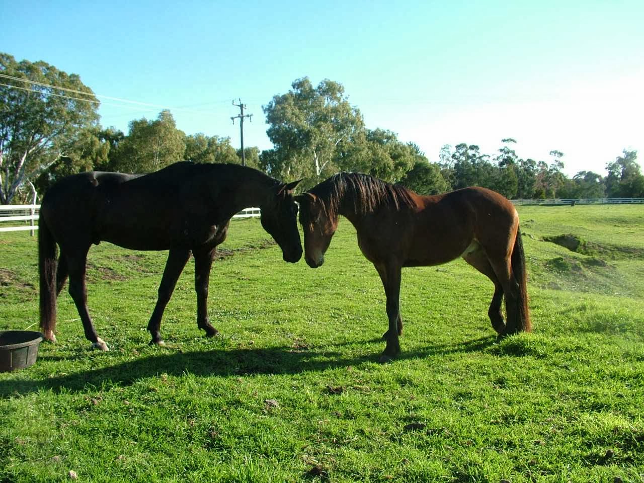 Silverson Vet Clinic And Mobile Vet Serpentine - Serpentine , Australia