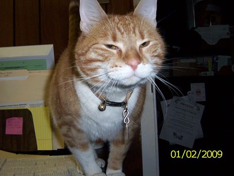 Wyncote Animal Hospital - Philadelphia , United States