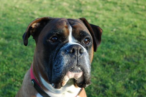 Medivet Bedworth Heath Rd - Bedworth , United Kingdom
