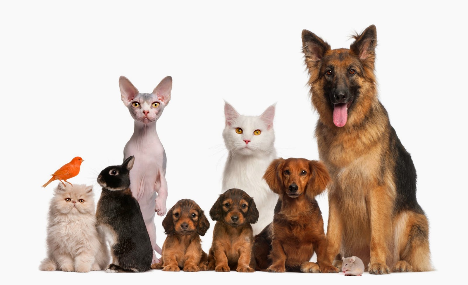 Archdale Animal Hospital - Charlotte , United States