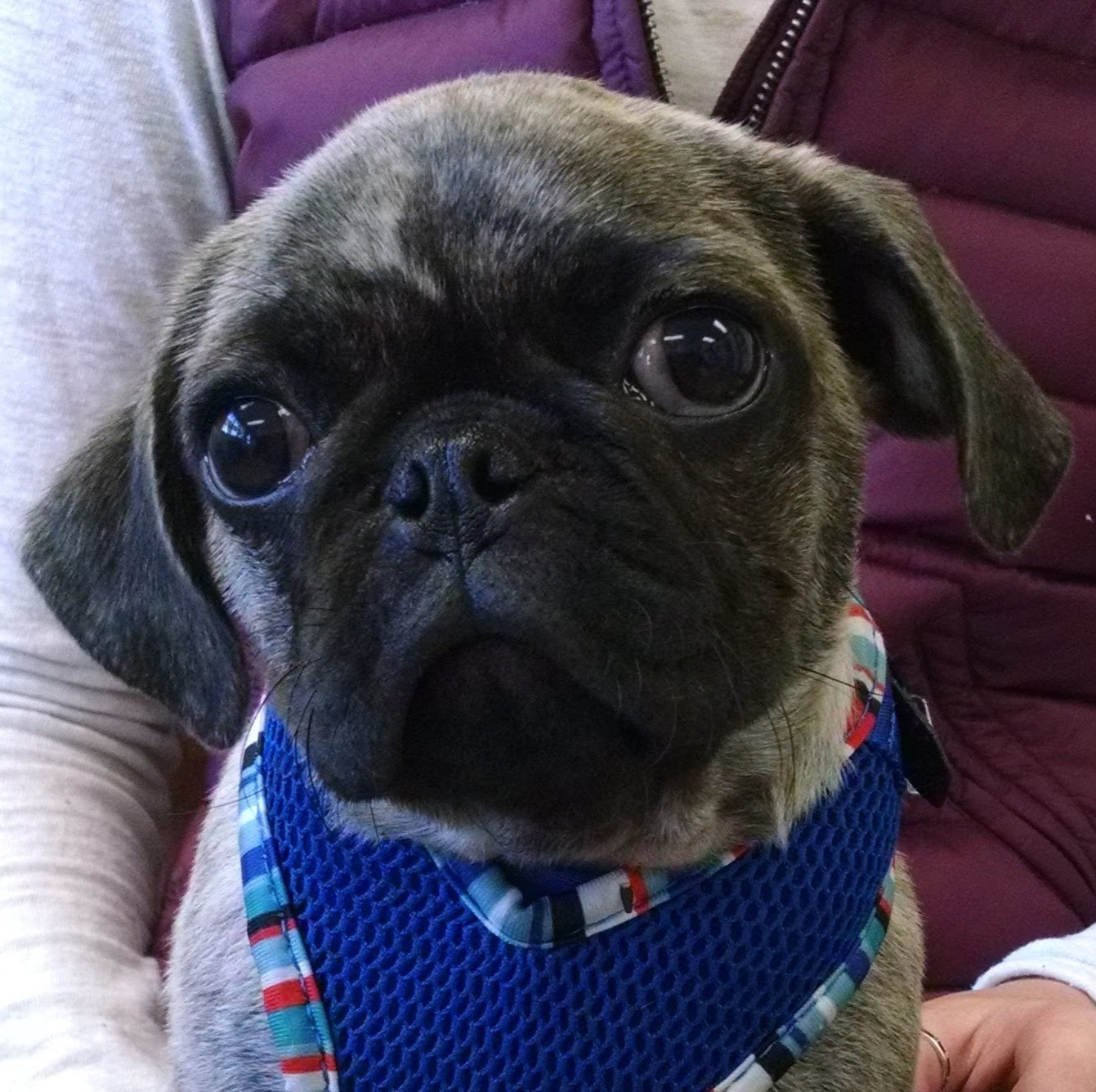 Shawme Animal Hospital - Sandwich , United States