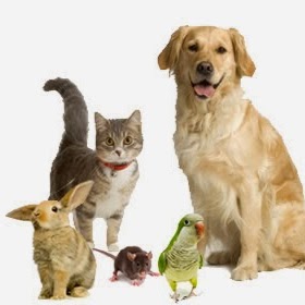 Georgetown Animal Hospital - Hudsonville , United States
