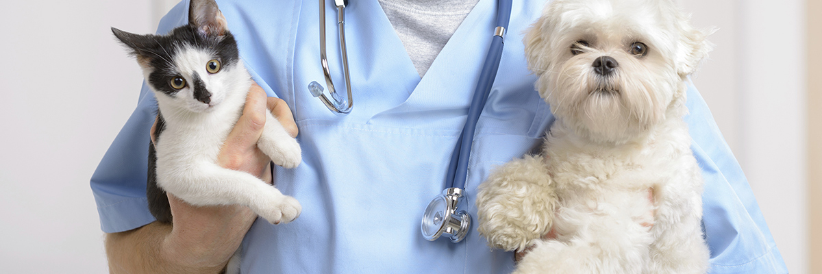 Fayetteville Animal Clinic - Fayetteville , United States