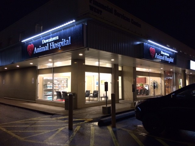 Downtown Animal Hospital - Kingston , Canada