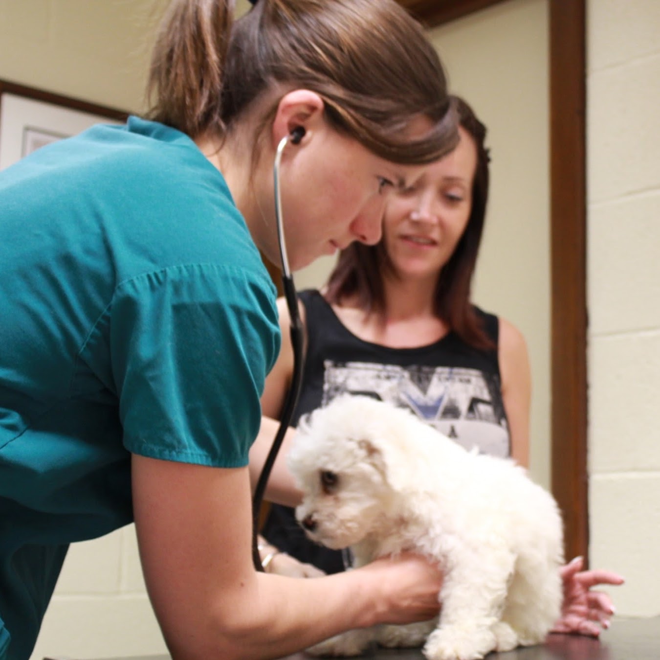 Abington Park Veterinary Surgery - Northampton , United Kingdom