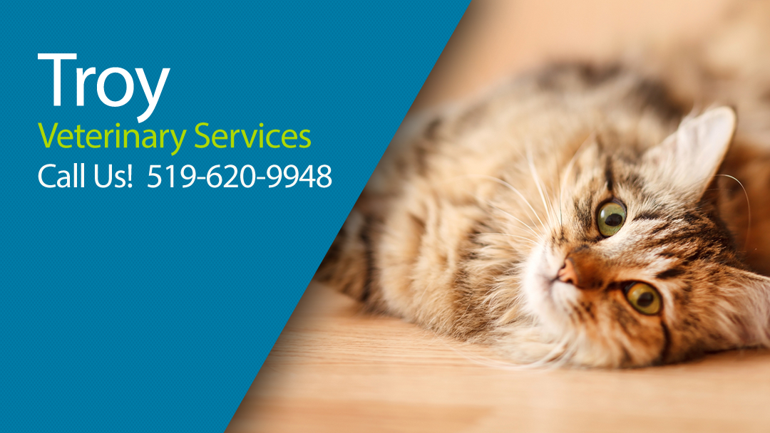Troy Animal Hospital - Millgrove , Canada