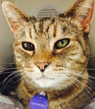 Niles Animal Clinic - Niles , United States